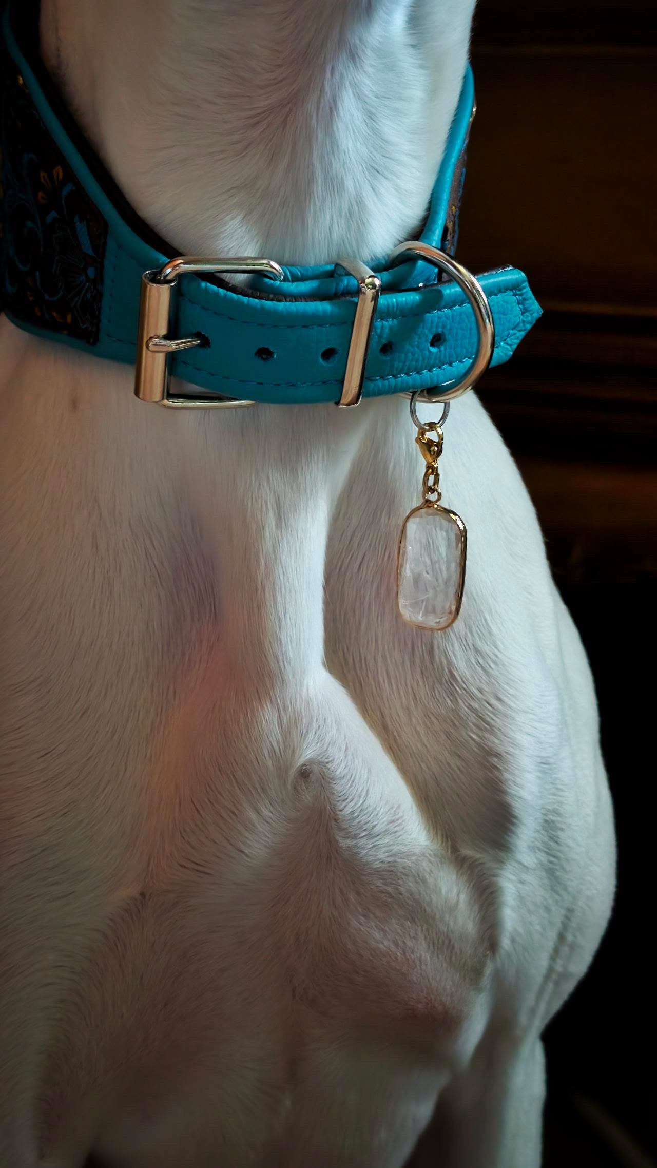 Lichtpfote - Schmuck für deinen tierischen Begleiter